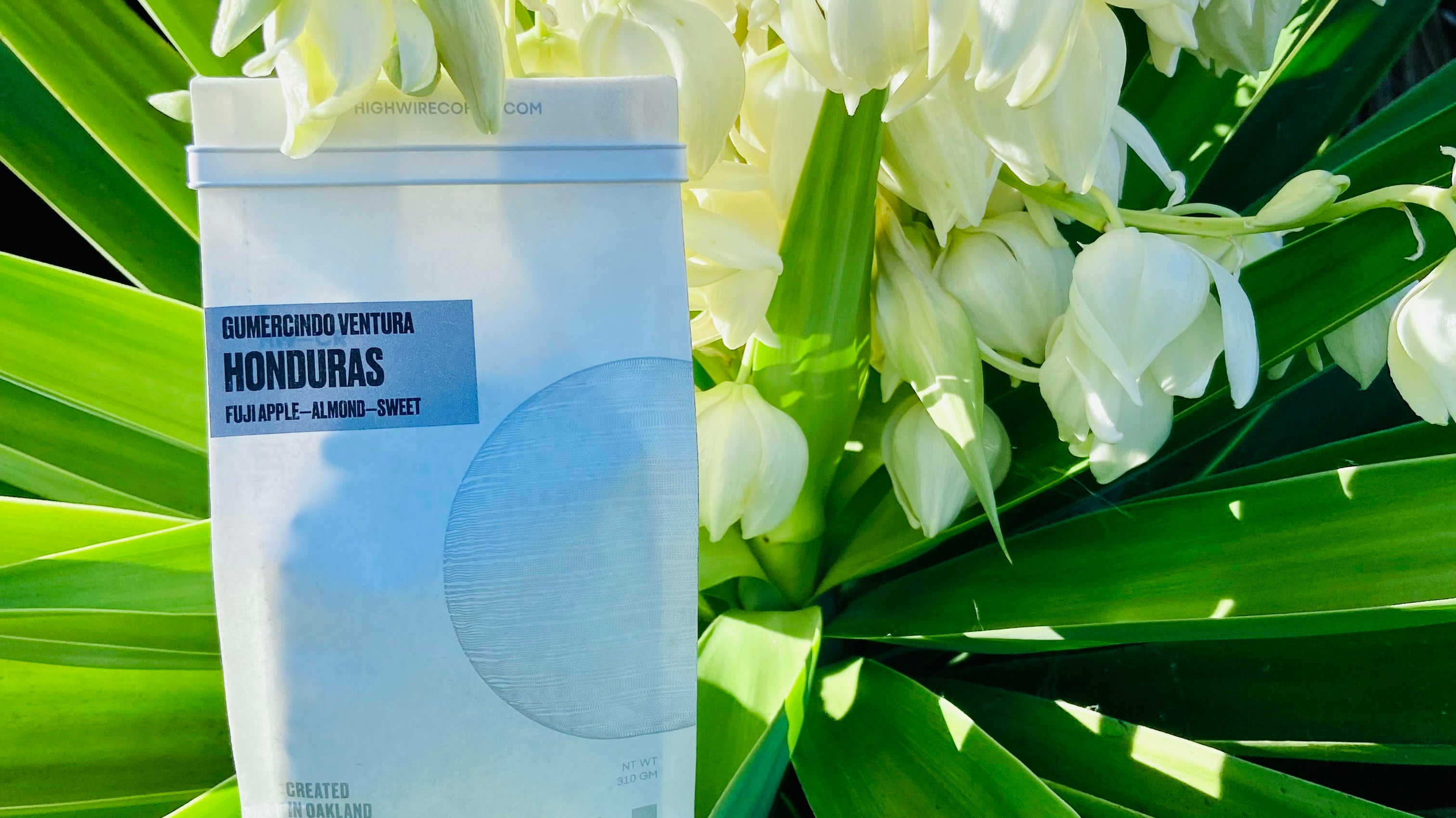 Coffee of the Week: Gumercindo Ventura, Honduras