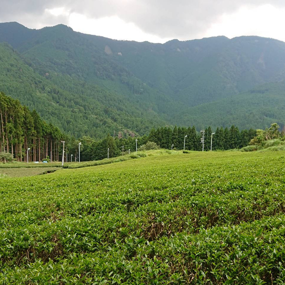 Japanese Green in 2023