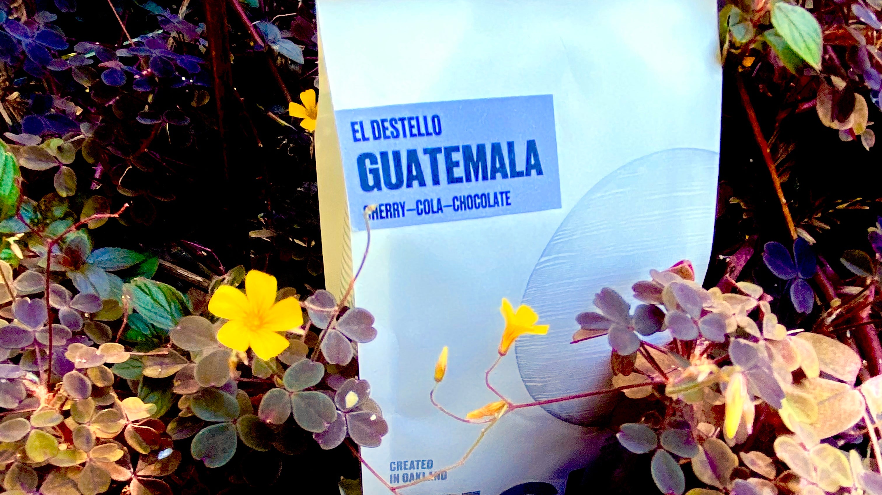 Coffee of the Week: El Destello, Guatemala