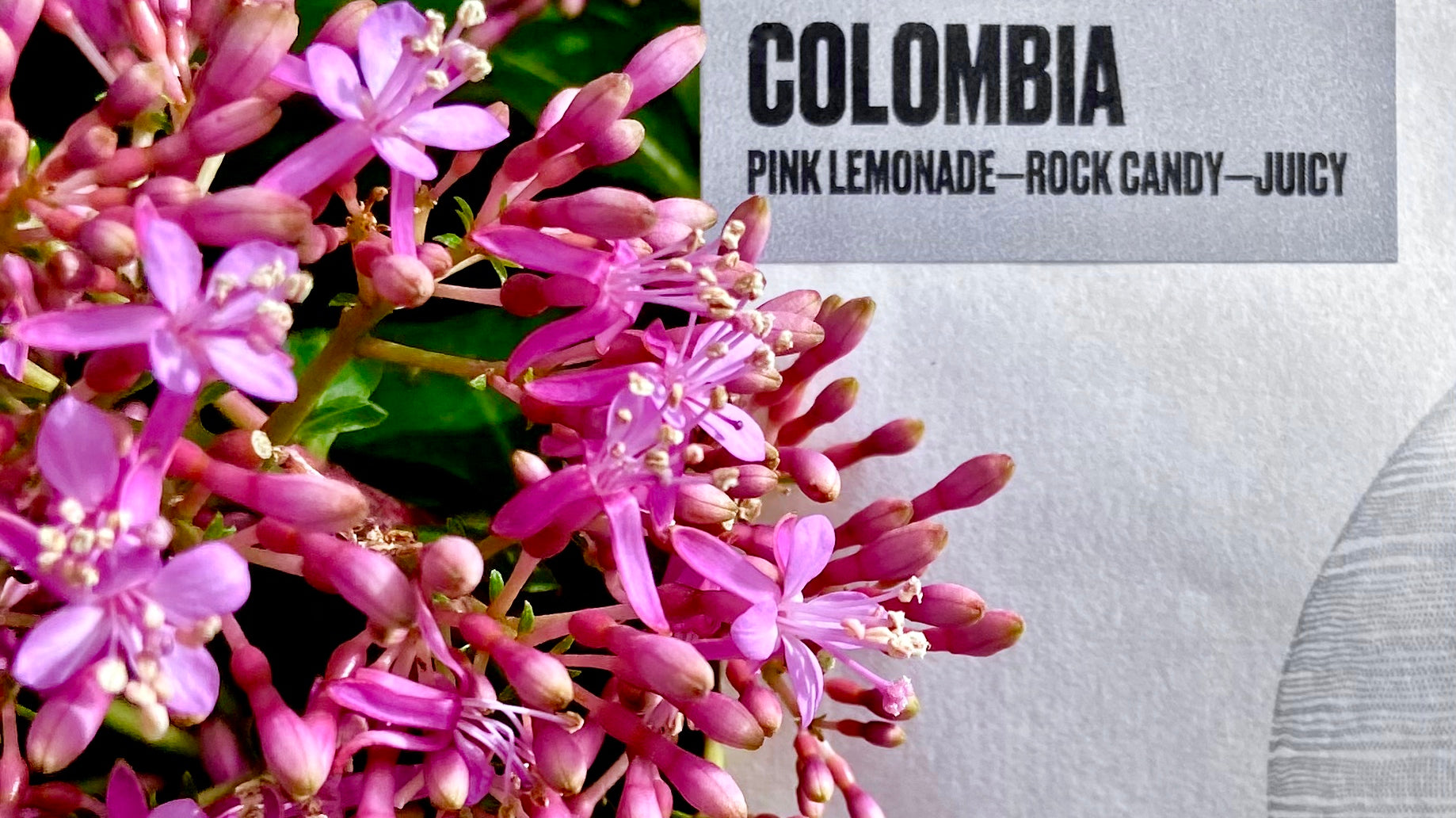 Coffee of the Week: Eulises Guzman - Pink Bourbon, Colombia