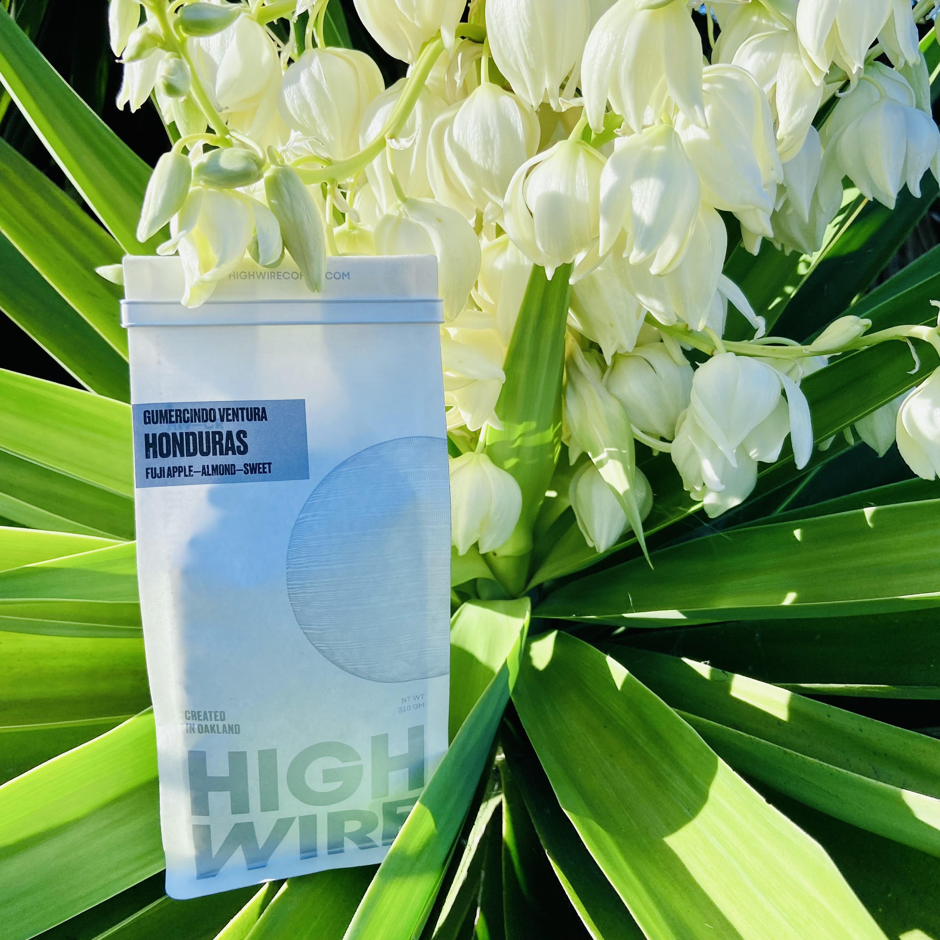 Coffee of the Week: Gumercindo Ventura, Honduras