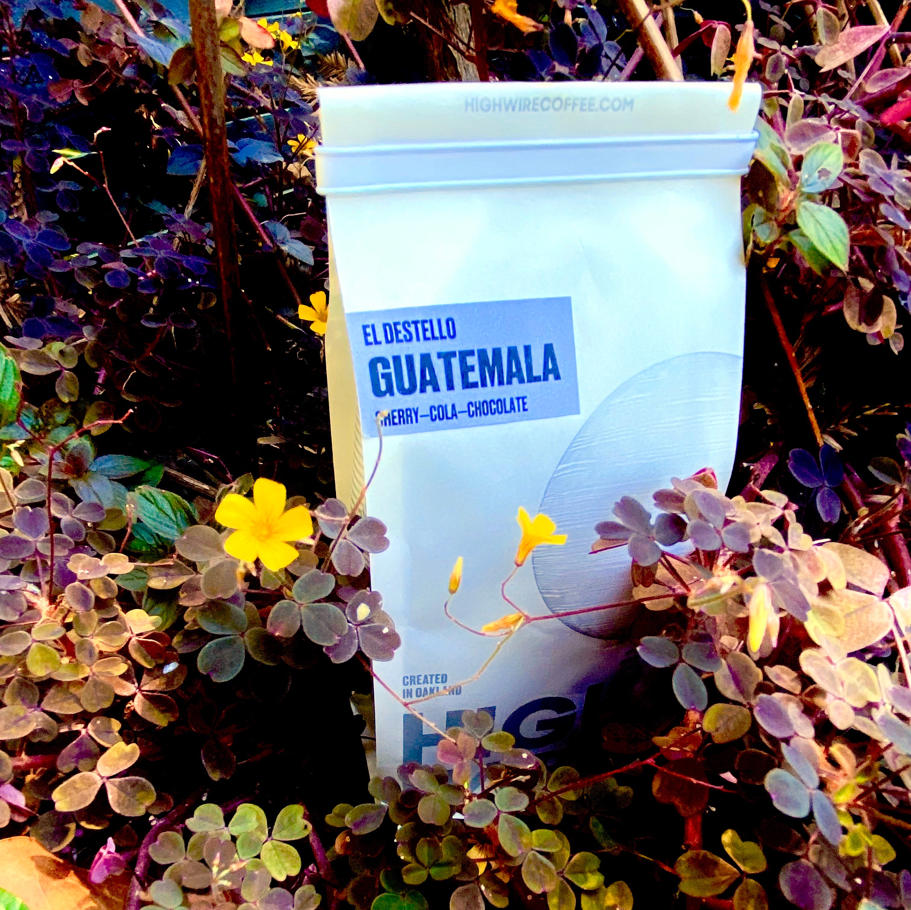 Coffee of the Week: El Destello, Guatemala