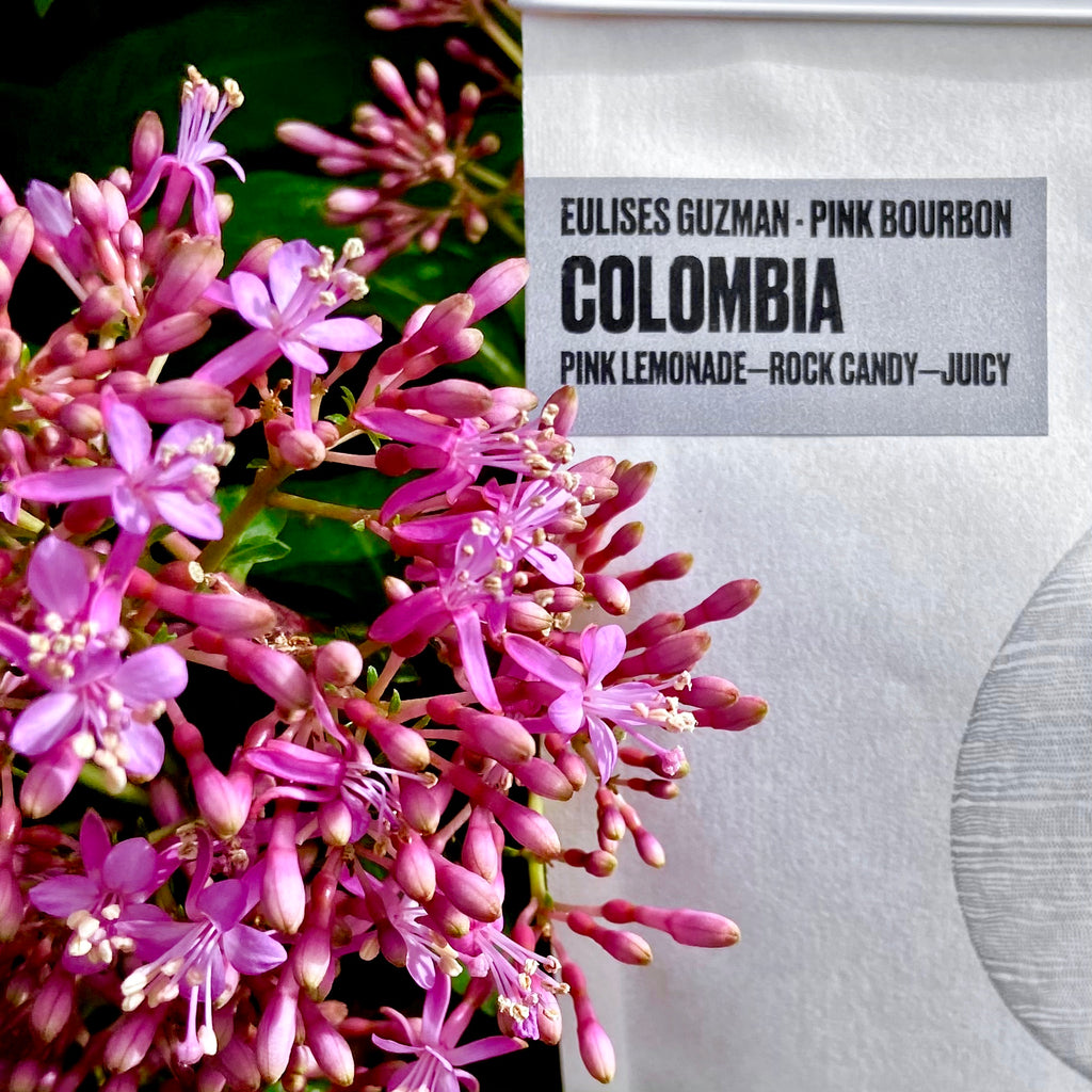 Coffee of the Week: Eulises Guzman - Pink Bourbon, Colombia